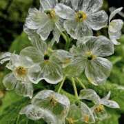 ヒメ日記 2025/08/03 09:36 投稿 鶴田 熟女の風俗最終章　鶯谷店