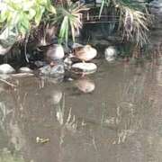 ヒメ日記 2026/01/25 18:26 投稿 鶴田 熟女の風俗最終章　鶯谷店