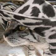 ヒメ日記 2026/02/24 23:46 投稿 鶴田 熟女の風俗最終章　鶯谷店