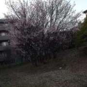 ヒメ日記 2026/02/28 17:46 投稿 鶴田 熟女の風俗最終章　鶯谷店