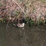 鶴田 🦆ちゃん！ 熟女の風俗最終章　鶯谷店