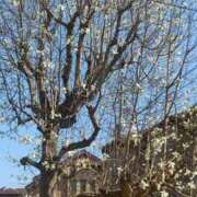 ヒメ日記 2026/03/21 14:11 投稿 鶴田 熟女の風俗最終章　鶯谷店