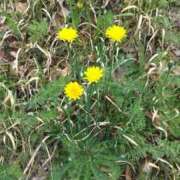 ヒメ日記 2026/04/08 13:34 投稿 鶴田 熟女の風俗最終章　鶯谷店