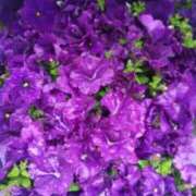 ヒメ日記 2026/04/14 16:10 投稿 鶴田 熟女の風俗最終章　鶯谷店