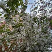 ヒメ日記 2025/04/07 18:56 投稿 えんじゅ 激安ドットコム