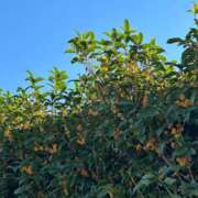 ヒメ日記 2025/10/14 12:54 投稿 サナ. クラブA