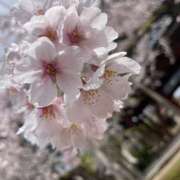 ヒメ日記 2025/04/15 12:31 投稿 ゆみ スチュワーデス