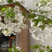 ヒメ日記 2025/04/04 11:13 投稿 よつば 五反田人妻ヒットパレード（シンデレラグループ）