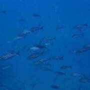 ヒメ日記 2025/04/27 11:12 投稿 よつば 五反田人妻ヒットパレード（シンデレラグループ）