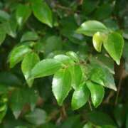 ヒメ日記 2025/10/16 11:28 投稿 なな 鹿鳴館