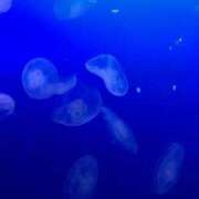 ヒメ日記 2025/03/28 17:16 投稿 凪りりあ(なぎりりあ) 五十路マダムエクスプレス厚木店(カサブランカグループ)