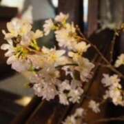 ヒメ日記 2025/04/01 19:42 投稿 凪りりあ(なぎりりあ) 五十路マダムエクスプレス厚木店(カサブランカグループ)