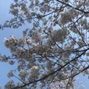 ヒメ日記 2025/04/07 12:12 投稿 凪りりあ(なぎりりあ) 五十路マダムエクスプレス厚木店(カサブランカグループ)