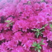 ヒメ日記 2025/04/24 17:18 投稿 凪りりあ(なぎりりあ) 五十路マダムエクスプレス厚木店(カサブランカグループ)