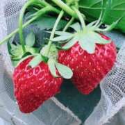 ヒメ日記 2025/05/15 17:50 投稿 凪りりあ(なぎりりあ) 五十路マダムエクスプレス厚木店(カサブランカグループ)