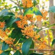 ヒメ日記 2025/10/09 16:38 投稿 凪りりあ(なぎりりあ) 五十路マダムエクスプレス厚木店(カサブランカグループ)