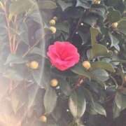 ヒメ日記 2025/12/18 16:16 投稿 凪りりあ(なぎりりあ) 五十路マダムエクスプレス厚木店(カサブランカグループ)