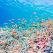 ヒメ日記 2026/03/06 08:42 投稿 凪りりあ(なぎりりあ) 五十路マダムエクスプレス厚木店(カサブランカグループ)