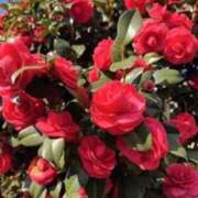 ヒメ日記 2026/03/24 08:46 投稿 凪りりあ(なぎりりあ) 五十路マダムエクスプレス厚木店(カサブランカグループ)