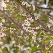 凪りりあ(なぎりりあ) 目の保養 五十路マダムエクスプレス厚木店(カサブランカグループ)