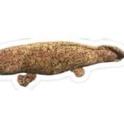 ヒメ日記 2025/11/19 07:15 投稿 しほ 奥様さくら日本橋店