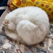 ヒメ日記 2025/05/14 05:57 投稿 きょうか ミスミセス