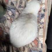 ヒメ日記 2025/10/20 11:57 投稿 きょうか ミスミセス