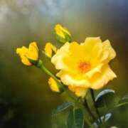 ヒメ日記 2025/11/17 12:37 投稿 きょうか ミスミセス