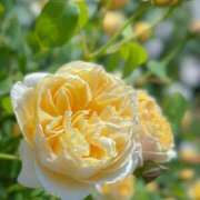 ヒメ日記 2025/11/25 13:57 投稿 きょうか ミスミセス