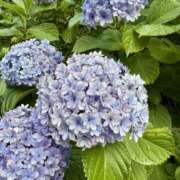 ヒメ日記 2025/07/05 20:00 投稿 まな 神田ハンドメイド