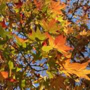 ヒメ日記 2025/11/25 16:32 投稿 まな 神田ハンドメイド