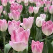 ヒメ日記 2026/04/22 17:27 投稿 まな 神田ハンドメイド