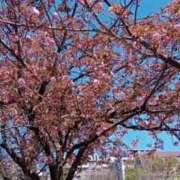 ヒメ日記 2026/04/08 20:57 投稿 こころ 花火-hanabi-(すすきの)