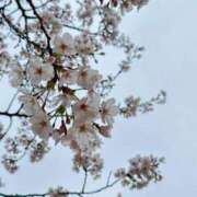 ヒメ日記 2025/04/09 09:00 投稿 クルミ Club Hearts