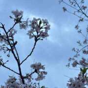 ヒメ日記 2025/04/16 00:48 投稿 クルミ Club Hearts