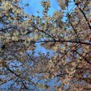 ヒメ日記 2025/04/22 09:07 投稿 クルミ Club Hearts