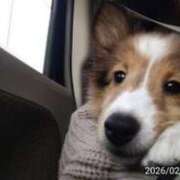 ヒメ日記 2026/02/19 14:00 投稿 クルミ Club Hearts