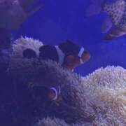 ヒメ日記 2026/03/04 19:32 投稿 らら パイの巣