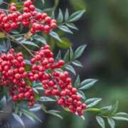 ふゆな ありがと💓 奥様特急三条店