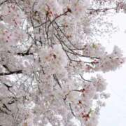 ヒメ日記 2026/04/07 14:32 投稿 りんの 奥様特急三条店