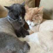 ヒメ日記 2025/03/24 19:31 投稿 Shiki THE PREMIUM （プレミアム）