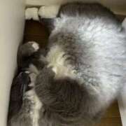 ヒメ日記 2025/06/27 09:34 投稿 Shiki THE PREMIUM （プレミアム）