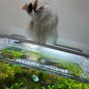 ヒメ日記 2026/02/15 16:35 投稿 Shiki THE PREMIUM （プレミアム）