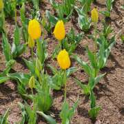 橋本まなつ バランス ホワイトハウス(曙町)