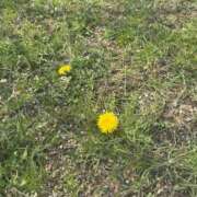 ヒメ日記 2025/04/03 21:32 投稿 アラレ ドMなバニーちゃん水戸店