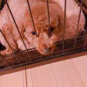 ヒメ日記 2025/03/04 23:21 投稿 ☆ほのか奥様 club生奥様～福島店～