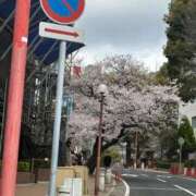 ヒメ日記 2025/04/16 14:11 投稿 きらら 兵庫姫路・加古川ちゃんこ