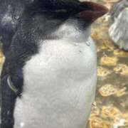 ヒメ日記 2025/06/13 02:09 投稿 ひいろ 奴隷コレクション梅田店