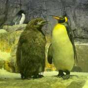 ヒメ日記 2026/02/15 09:53 投稿 ひいろ 奴隷コレクション梅田店