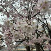 ヒメ日記 2026/04/21 22:28 投稿 るか ホテピン